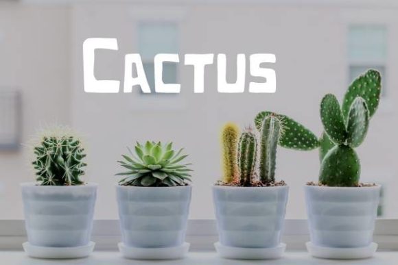 Cactus Font: A Modern Typeface for Bold Creations